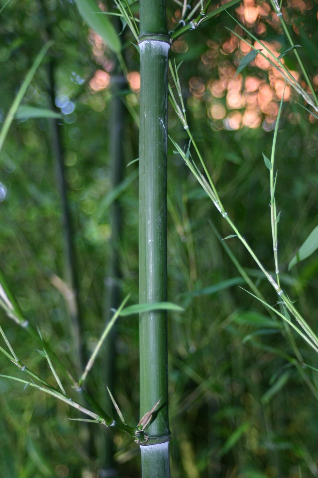 Phyllostachys bissetii - winterharter Gartenbambus