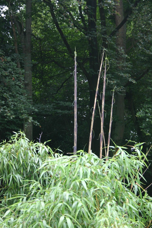 Phyllostachys vivax aureocaulis - Winterharter Gartenbambus