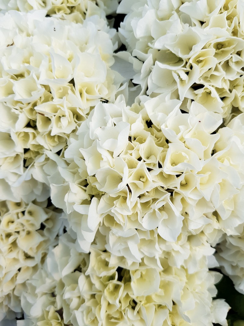 Hydrangea macrophylla Holibel - weiße Hortensie