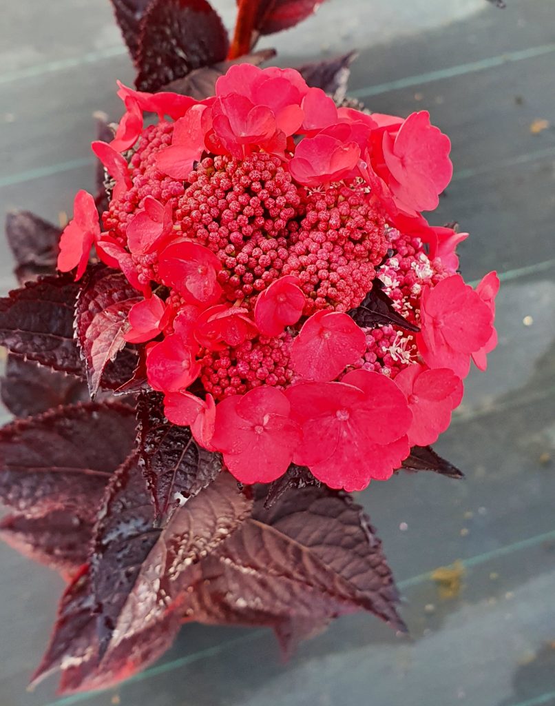 Hydrangea serrata ‚Daredevil‘ (EU-S) – Japanische Berghortensie Daredevil, rotlaubig & rote Blüten