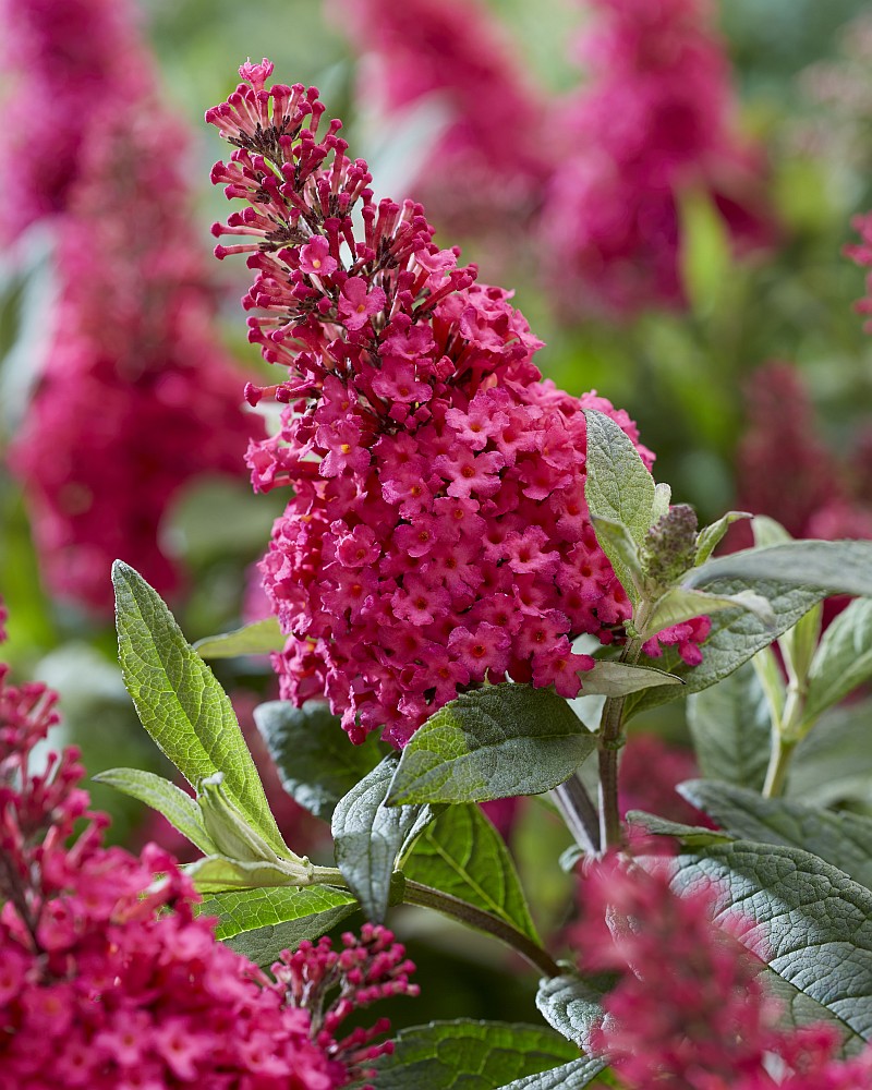 Buddleja davidii Butterfly Candy® Little Ruby ('BotEx 006'PBR) EU 67043 - reichblühender roter Zwerg-Sommerflieder