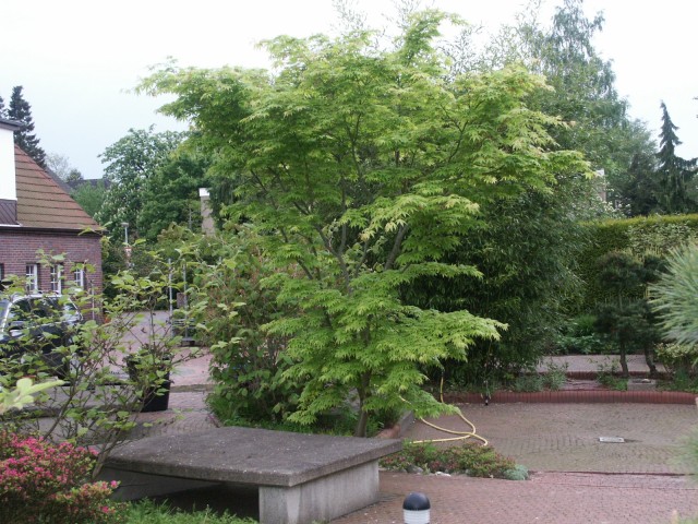 Acer palmatum, der japanische Fächerahorn