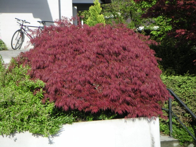 Acer palmatum 'Dissectum Garnet' - der dunkelrote Schlitzahorn