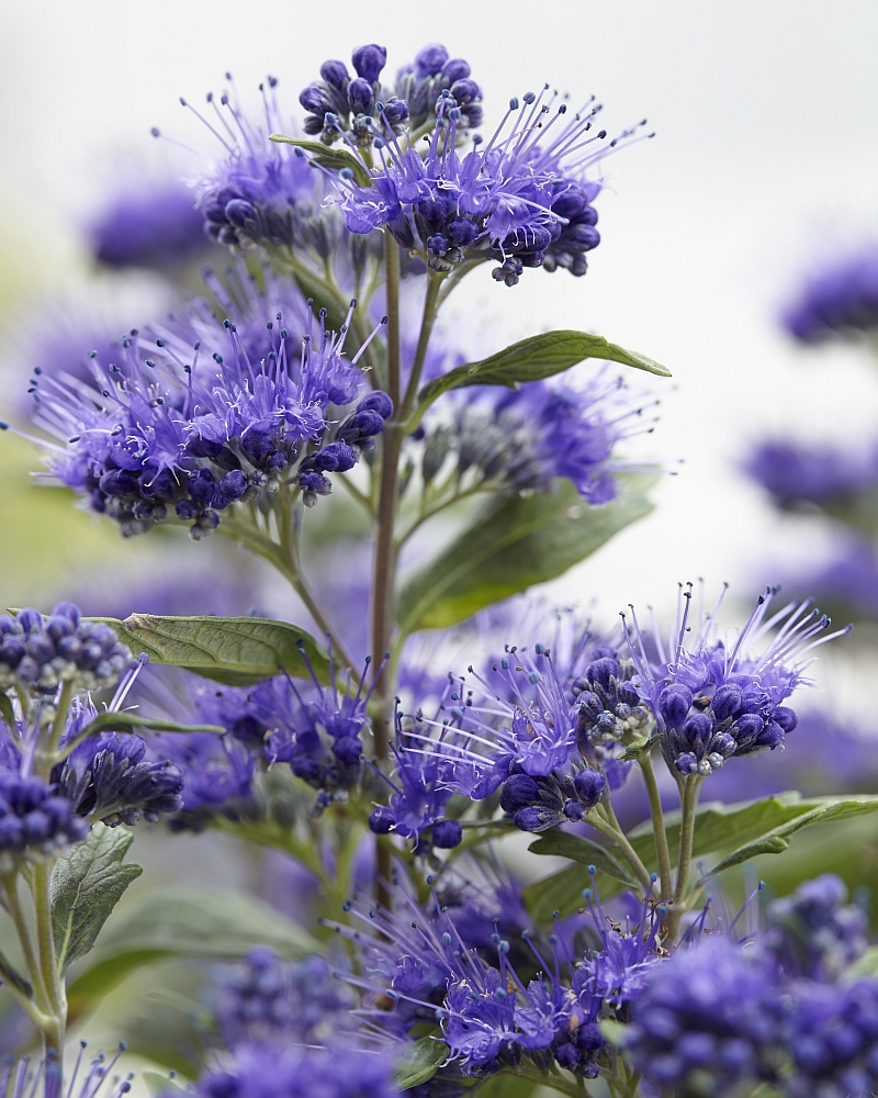 Caryopteris clandonensis 'Grand Bleu'® - Bartblume Grand Bleu®