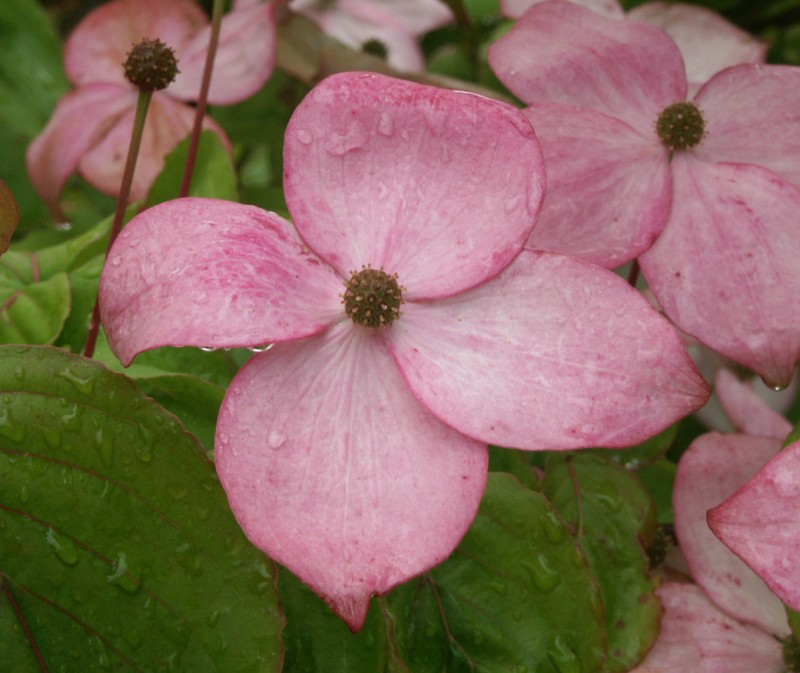 Cornus kousa 'Rosabella' - der rosa Blumenhartriegel