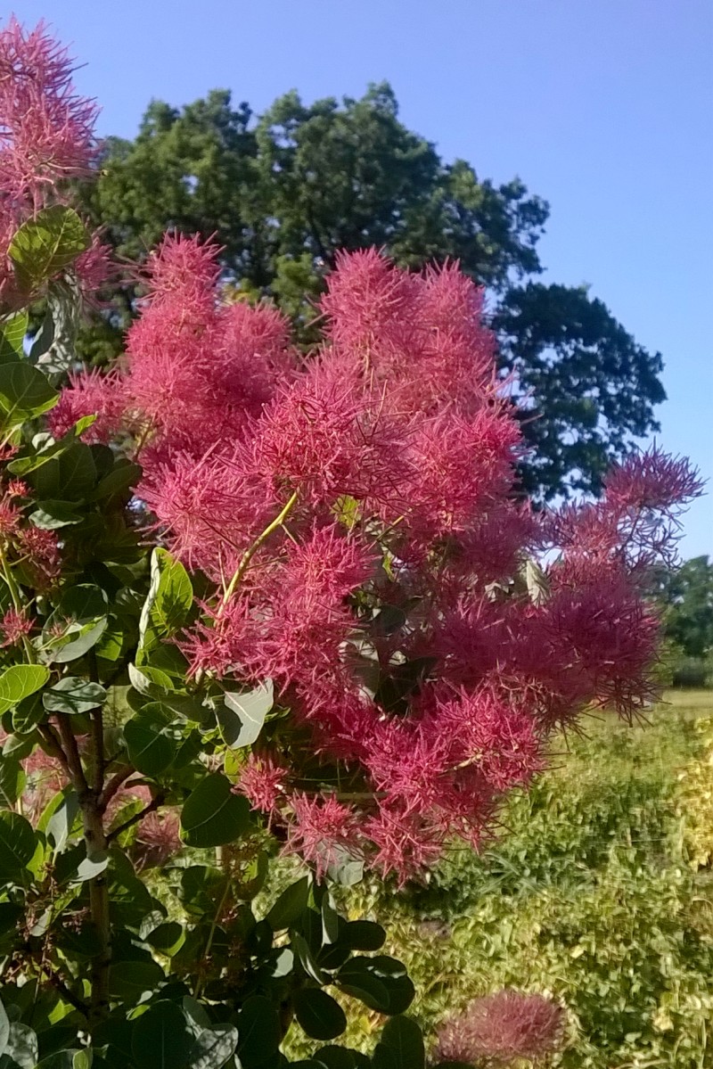 Cotinus coggygria Smokey Joe