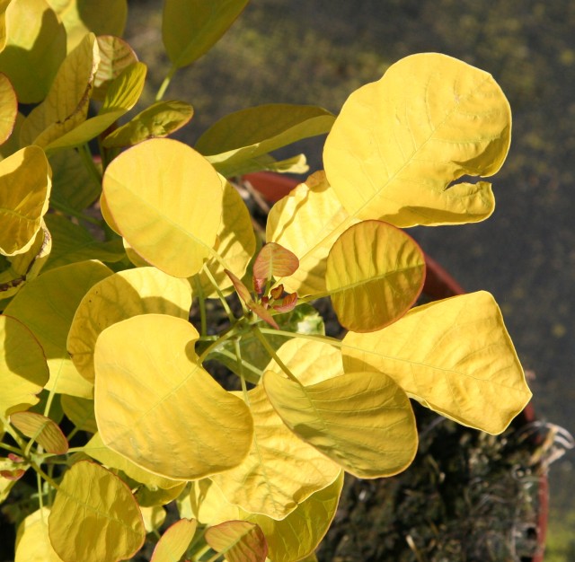Cotinus coggygria 'Golden Spirit' ® - der goldgelbe Perückenstrauch