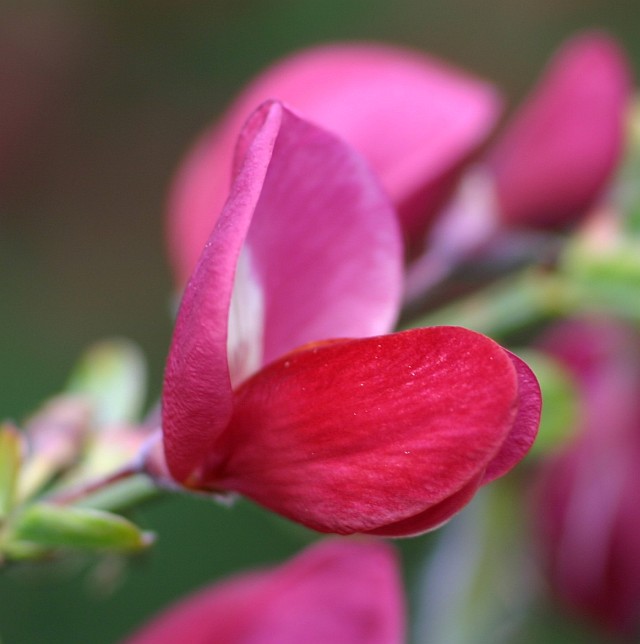 Cytisus scoparius 'Boskoop Ruby' - rosaroter Ginster