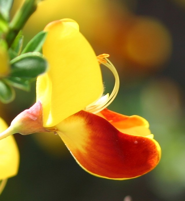 Cytisus scoparius 'Firefly' - gelbroter Ginster
