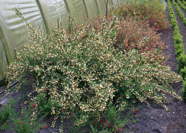 Cytisus scoparius 'Queen Mary' - gelbroter Ginster