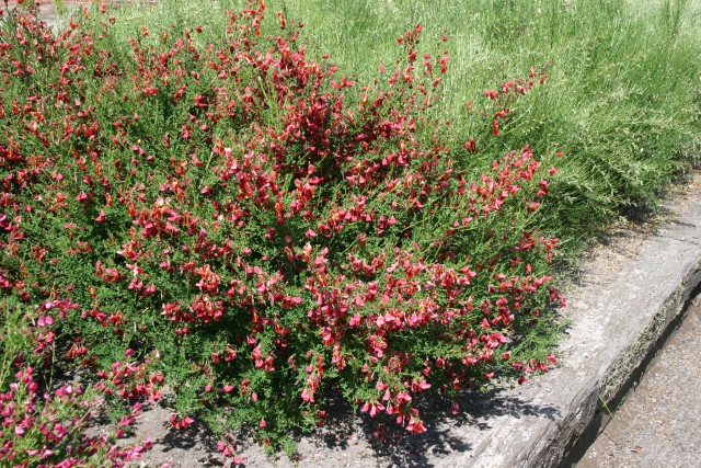 Cytisus scoparius 'Roter Favorit' (Syn. 'Red Favorite') - roter Ginster