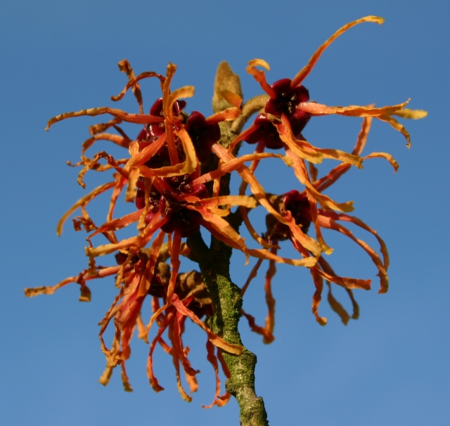 Hamamelis intermedia 'Jelena' - Blüte im Detail (gegen den Himmel fotografiert)