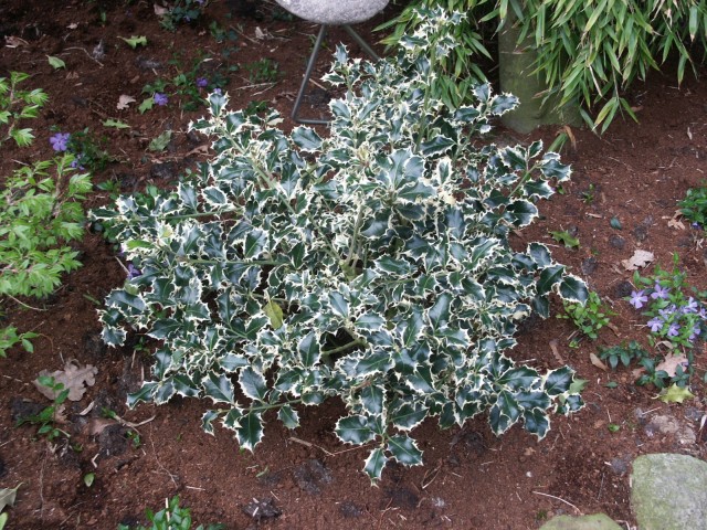 Ilex aquifolium 'Silver Queen' - die weißbunte Stechpalme