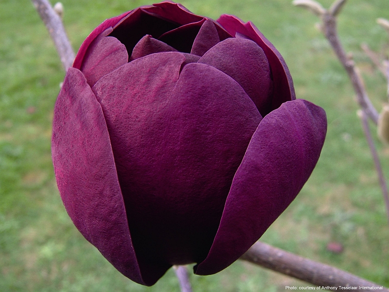 Magnolia Black Tulip® - Magnolia var. 'JURmag1' - die rote Magnolie Black Tuli