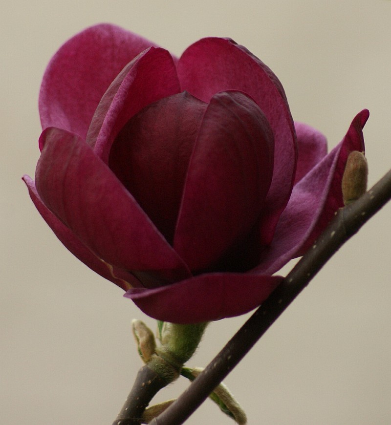 Magnolia 'Genie' - die rote Magnolie