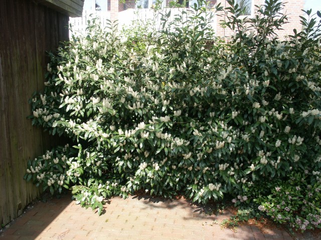 Prunus laurocerasus 'Herbergii' - Lorbeer-Kirsche Herbergii