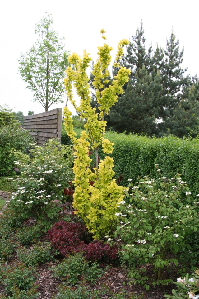 Ulmus carpinifolia 'Wredei' - die Goldulme