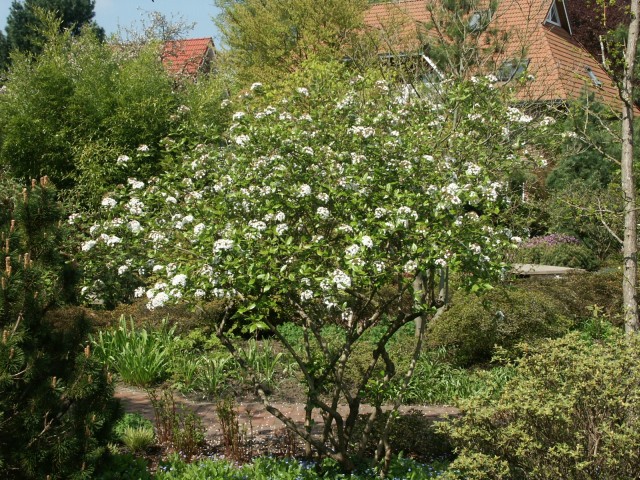 Viburnum burkwoodii - der Osterschneeball