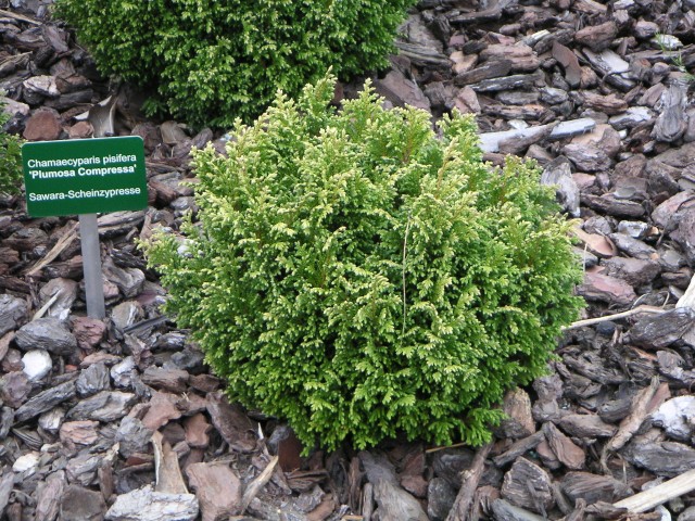 Chamaecyparis pisifera 'Plumosa Compressa' - Gelbgrüne Zwergscheinzypresse