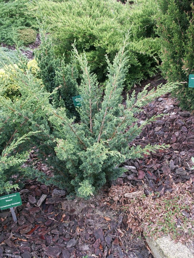 Juniperus chinensis 'Blaauw' - der Strauchwacholder