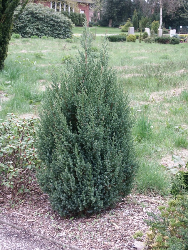Juniperus chinensis 'Stricta' - Chinesischer Wacholder Stricta