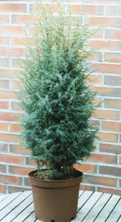 Juniperus communis 'Excelsa'