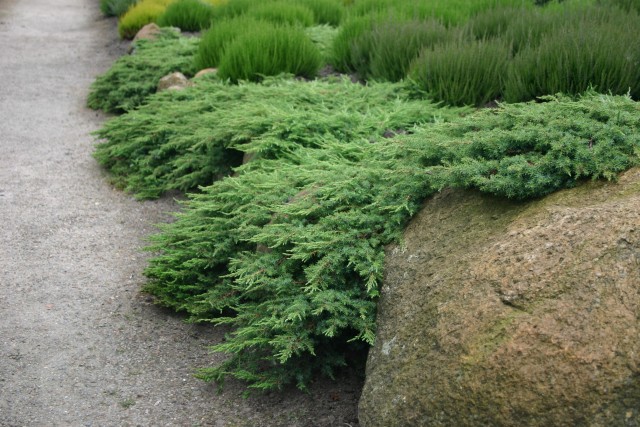 Juniperus communis 'Hornibrookii' - Grüner Kriechwacholder
