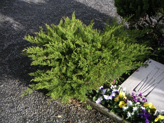 Juniperus media 'Mint Julep' - Grüner Strauchwacholder