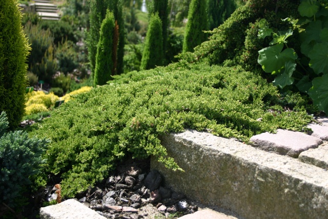 Juniperus procumbens 'Nana' - Japanischer Kriechwacholder