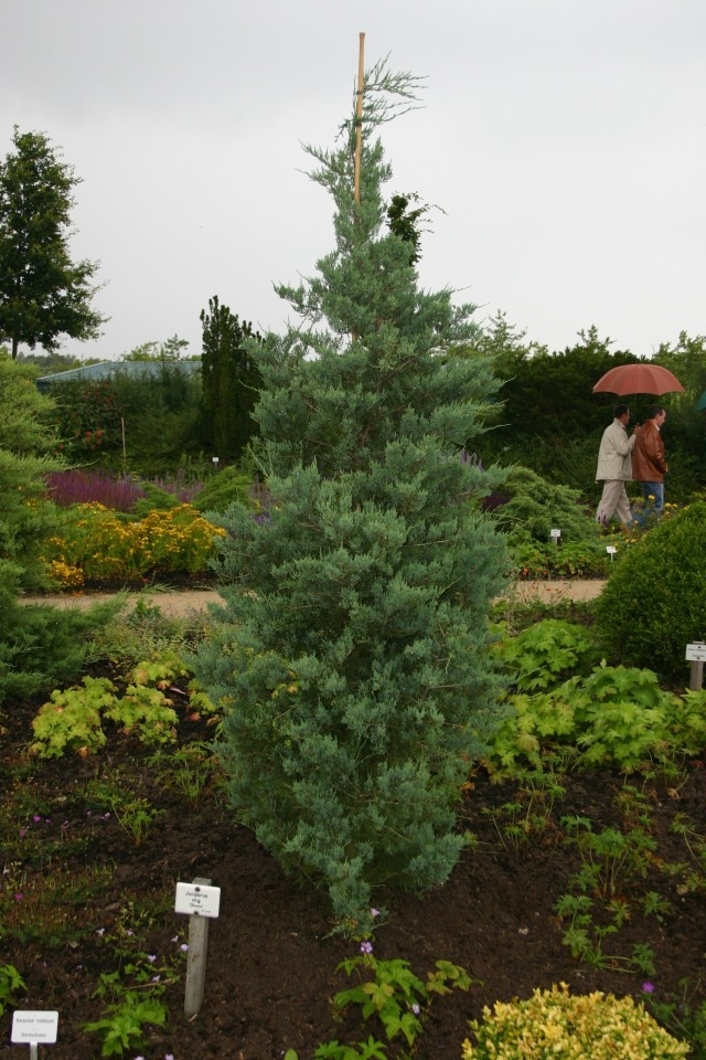 Juniperus virginiana 'Glauca' - Virginischer Blau-Wacholder