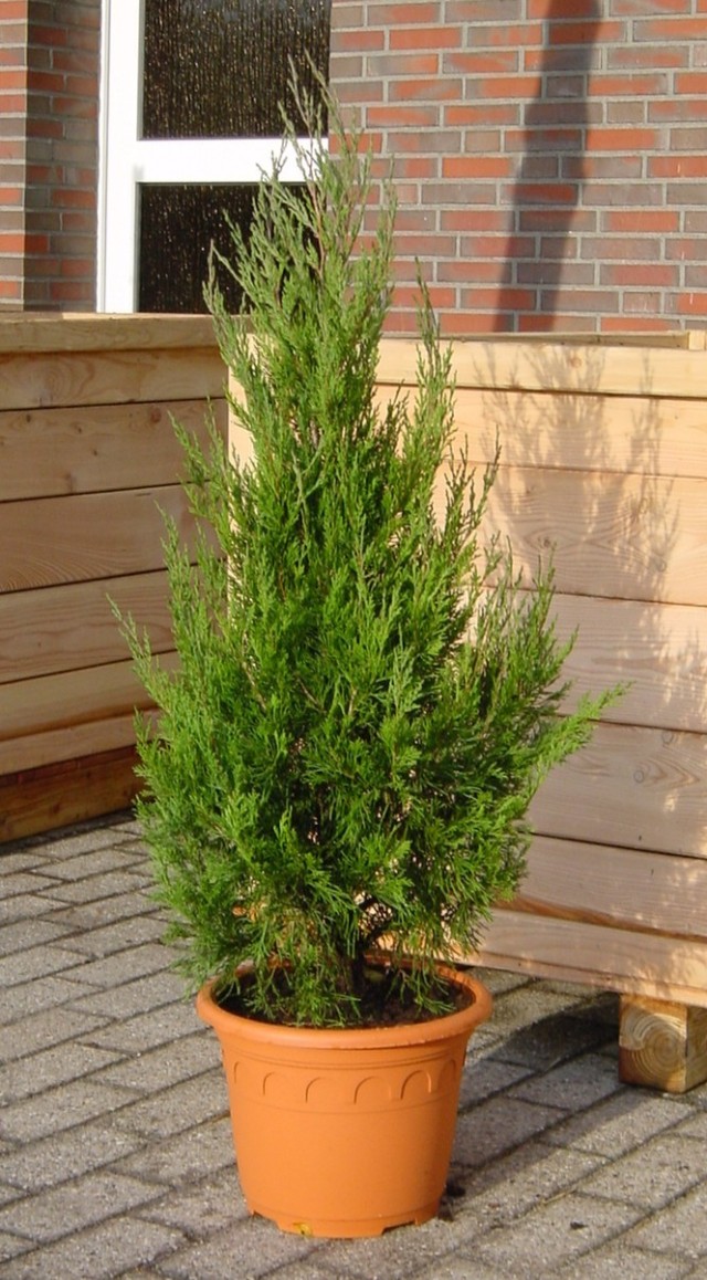 Juniperus virginiana 'Helle' - Wacholder Helle