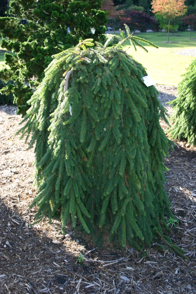 Picea abies 'Inversa' - Hängeform der Fichte