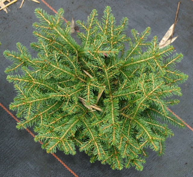 Picea abies 'Nidiformis' - Verkaufsware
