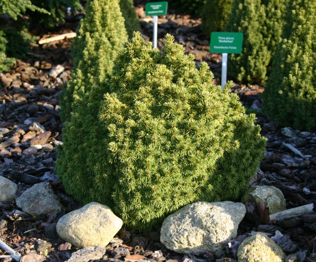 Picea glauca 'Alberta Globe' - die grüne Kugelfichte