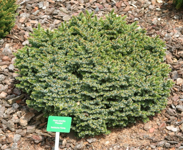 Picea omorika 'Pimoko' - Zwergform der Omorikafichte