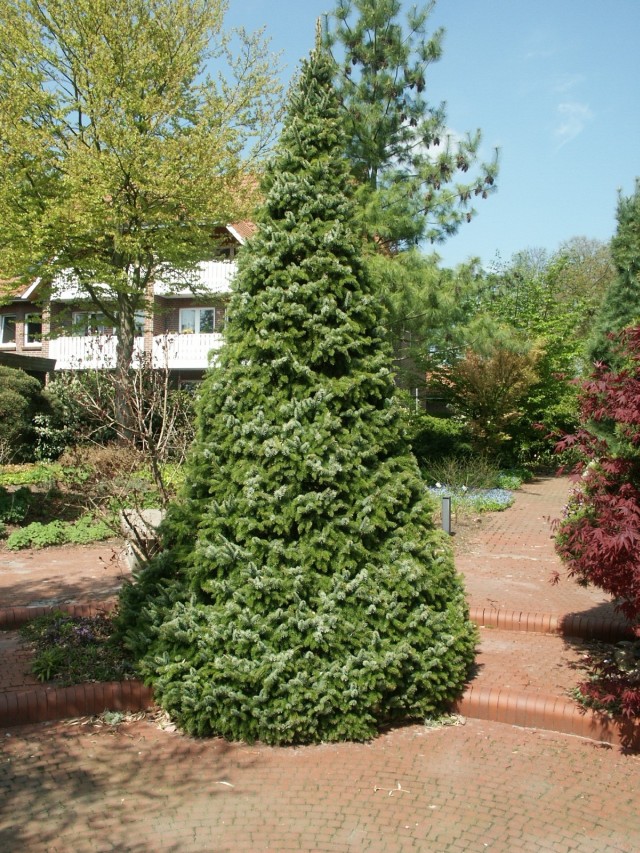 Picea omorika 'Zuckerhut' - Kegelform der Omorikafichte