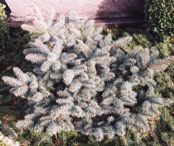 Picea pungens 'Glauca Globosa' - die Zwergblaufichte