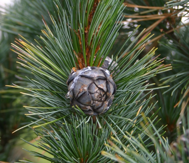 Pinus cembra 'Compacta Glauca' - Zapfen