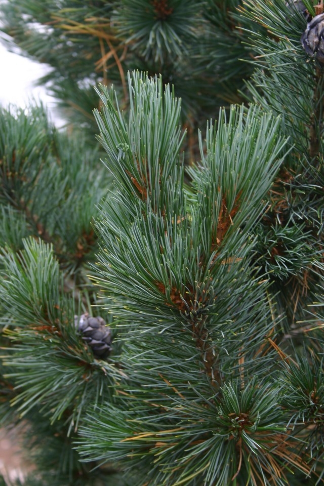 Pinus cembra 'Compacta Glauca' - die kompakte Blauzirbelkiefer