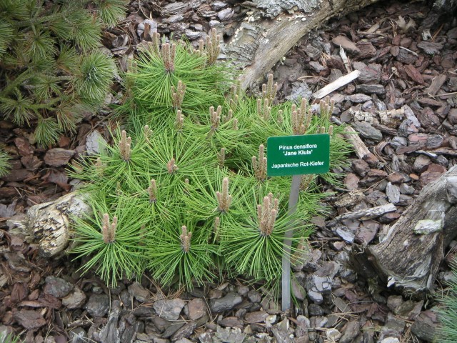 Pinus densiflora 'Jane Kluis' - Japanische Rotkiefer