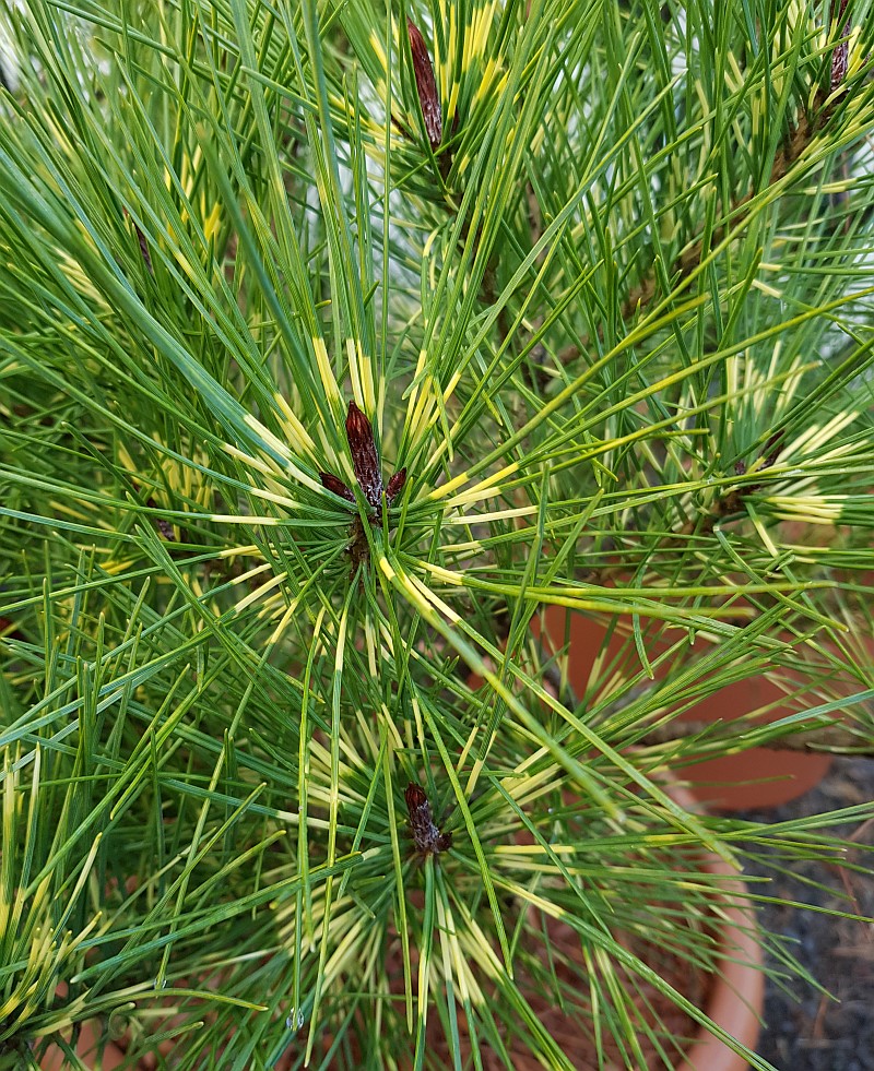 Pinus densiflora 'Oculus Draconis'