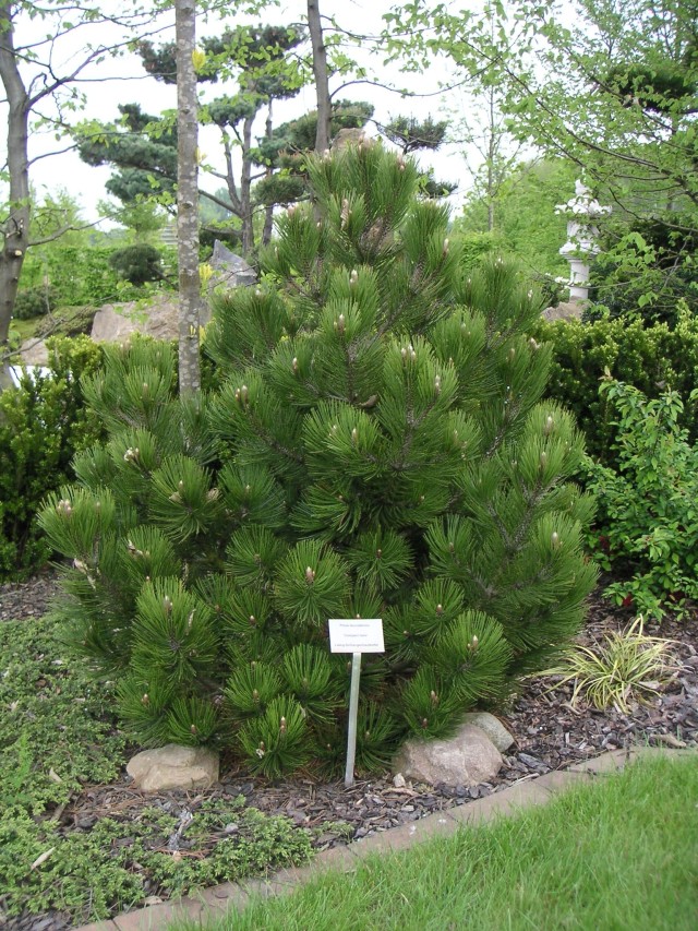 Pinus heldreichii 'Compact Gem' - Kompakte Schlangenhautkiefer