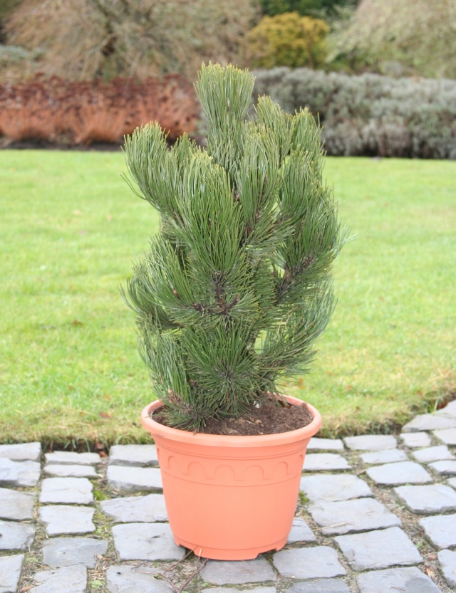 Pinus heldreichii 'Helmers Japan'