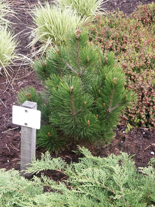 Pinus heldreichii 'Little Dracula' - Zwergform der Pinus heldreichii 'Little Dracula' - Zwergform der Schlangenhautkiefer