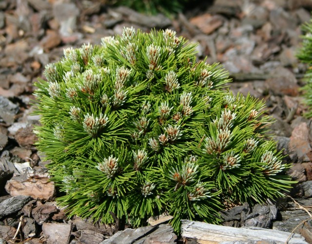 Pinus heldreichii 'Smidtii' - Zwerg-Schlangenhautkiefer