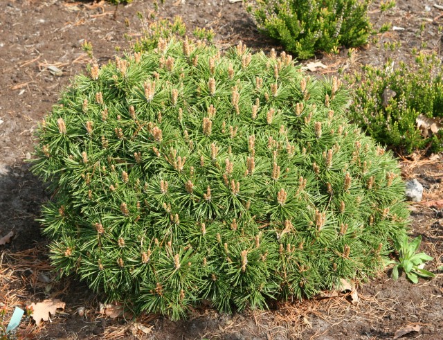 Pinus mugo 'Benjamin' - Zwergform der Bergkiefer