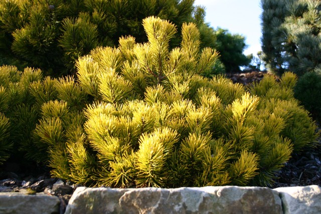 Pinus mugo 'Carstens Wintergold' - Wintergelbe Zwergbergkiefer