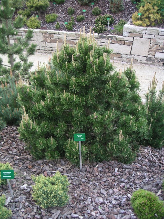 Pinus mugo 'Gnom' - Gnomenzwergkiefer