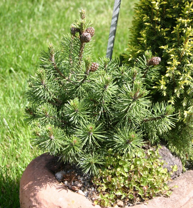 Pinus mugo 'Humpy' - Zwergkiefer Humpy