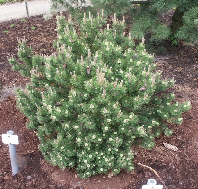 Pinus mugo 'Laurin' - Zwergkiefer Laurin